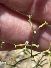 Chorizanthe brevicornu