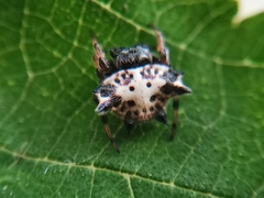 Gasteracantha kuhli
