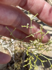 Chorizanthe brevicornu