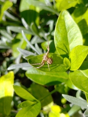 Thomisidae