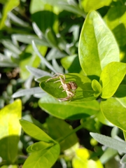 Thomisidae