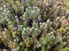 Pimelea sericea