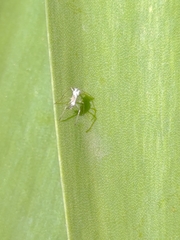Aphididae