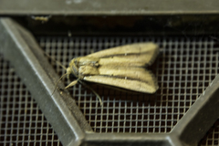 Leucania stenographa