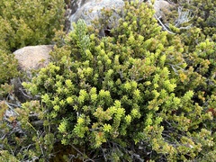 Podocarpus lawrencei