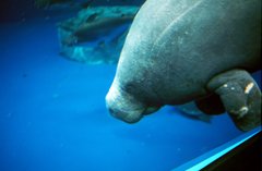 African Manatee photo 3