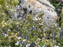 Epacris serpyllifolia