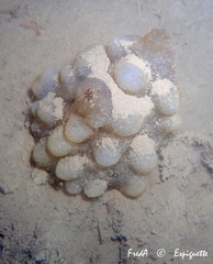 Phallusia mammillata