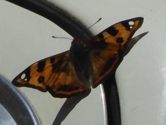 Dilipa fenestra
