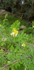 Vicia hybrida