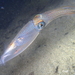 European Common Squid - Photo (c) Frédéric ANDRE, some rights reserved (CC BY-NC), uploaded by Frédéric ANDRE