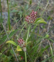 Trifolium striatum