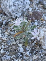 Loeseliastrum schottii