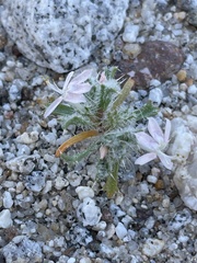 Loeseliastrum schottii