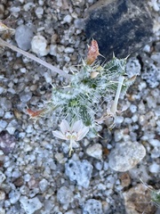 Loeseliastrum schottii