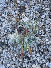 Loeseliastrum schottii