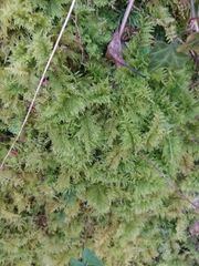 Thuidiopsis sparsa