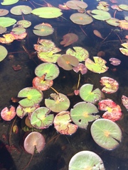 Polypedilum braseniae