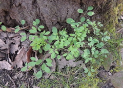 Ceratocapnos