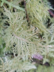 Thuidiopsis sparsa