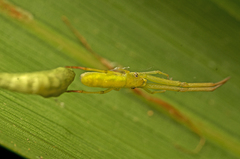 Miagrammopes flavus