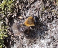 Andrena clarkella