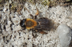 Andrena clarkella