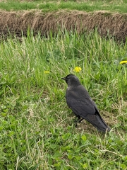 Corvus monedula