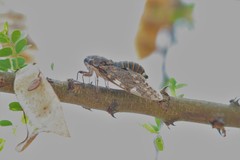 Munza furva