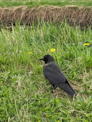 Corvus monedula