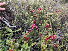 Planocarpa nitida