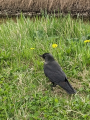 Corvus monedula