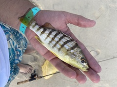 Conodon nobilis