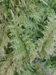 Thuidiopsis sparsa