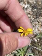 Pentachaeta aurea