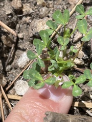 Trifolium willdenovii
