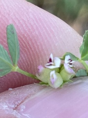 Trifolium willdenovii