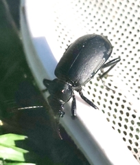 Calosoma maderae