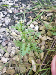 Cardamine hirsuta