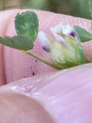 Trifolium willdenovii