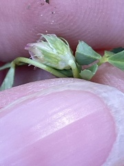 Trifolium willdenovii