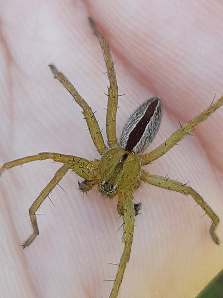 Micrommata ligurina