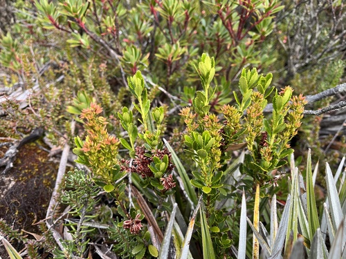 Tetracarpaea tasmannica (Tetracarpaea tasmannica)