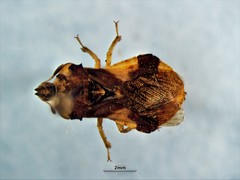 Phymata americana americana