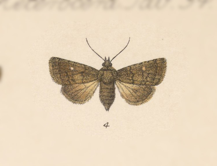 Eriopyga adonea