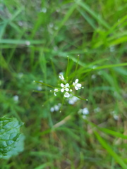 Cardamine hirsuta