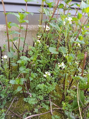 Cardamine hirsuta