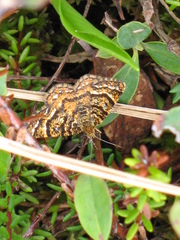 Epelis truncataria