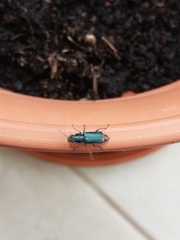 Haplomalachius flabellatus