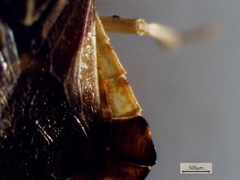Phymata americana americana